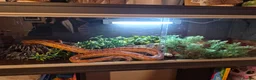 Corn Snake reptiles for sale: Corn snake in Leicester - Advert 4