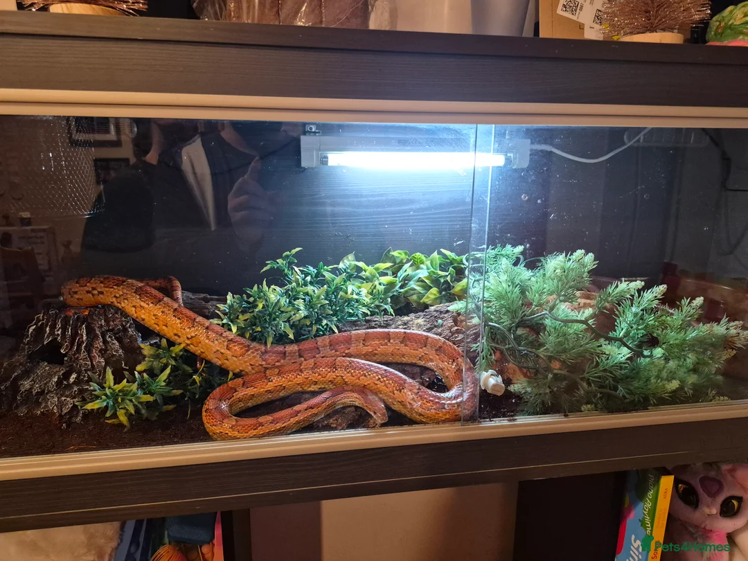 Corn Snake reptiles for sale: Corn snake in Leicester - Advert 4