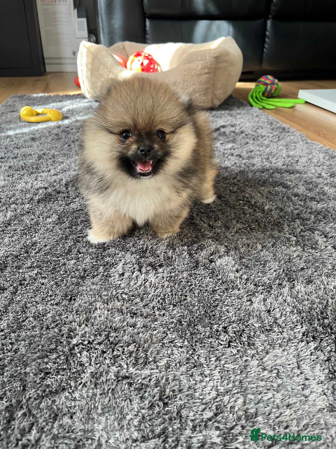 Pomeranian dogs for sale: Stunning 🧸 Teddy 🏆 Champion Line Boy - Image 8