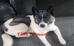 Akita dogs for sale: American Akita Puppies for Sale 🐾 - Image 3