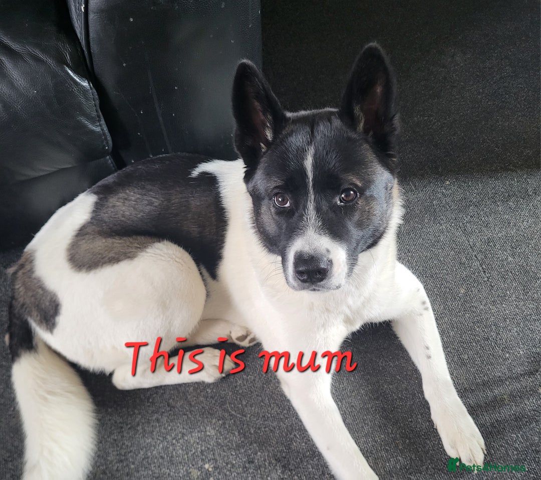 Akita dogs for sale: American Akita Puppies for Sale 🐾 - Image 3