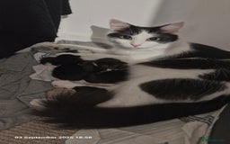 Mixed Breed cats for sale: 3 male kittens ready for rehoming - 9 weeks old  - Advert 6