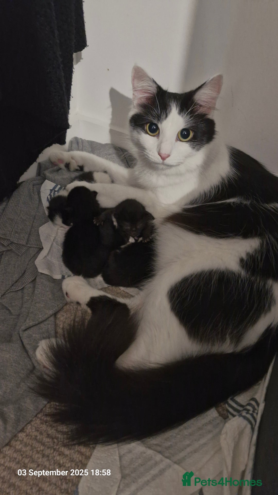 Mixed Breed cats for sale: 3 male kittens ready for rehoming - 9 weeks old  - Advert 6