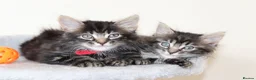 Mixed Breed cats for sale:  Lovely Kittens  Ready in 2 WEEKS - Advert 6
