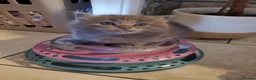 Mixed Breed cats for sale: Half Pedigree kittens - Advert 5