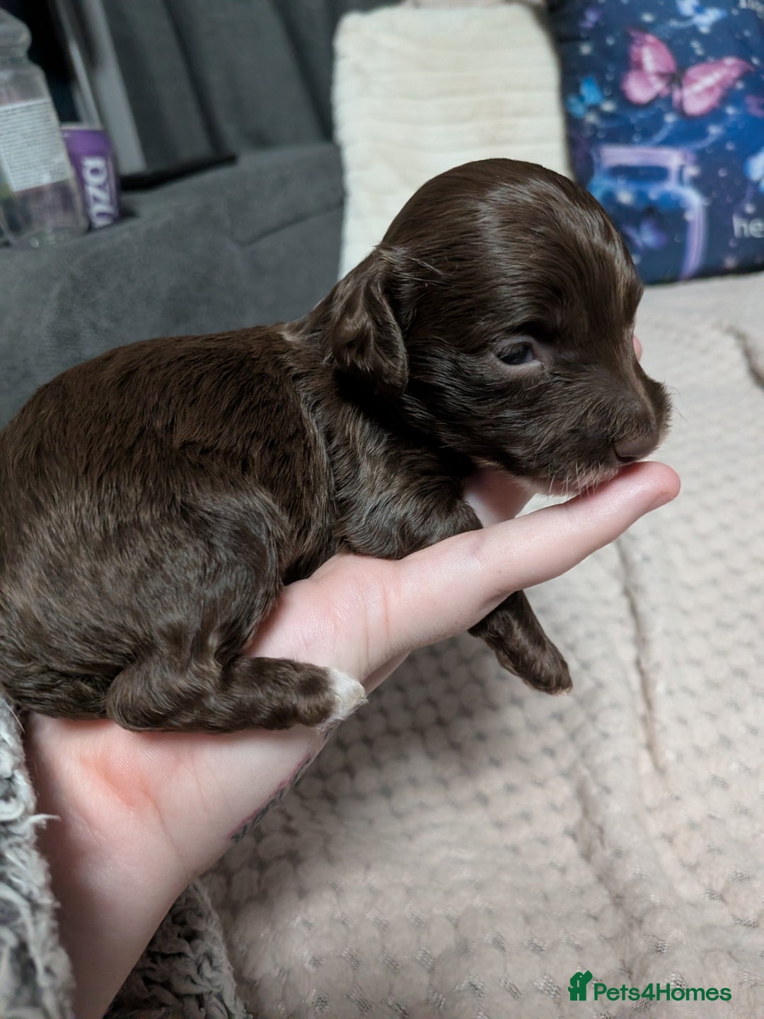 Mixed Breed dogs for sale: Miniature doxipoo  - Advert 2