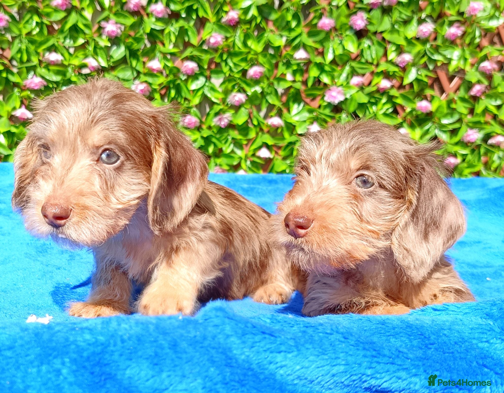Miniature Dachshund dogs QUALITY MINI WIRES KC REG HEALTH TESTED PARENTS - Advert 2