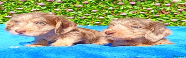 Miniature Dachshund 3