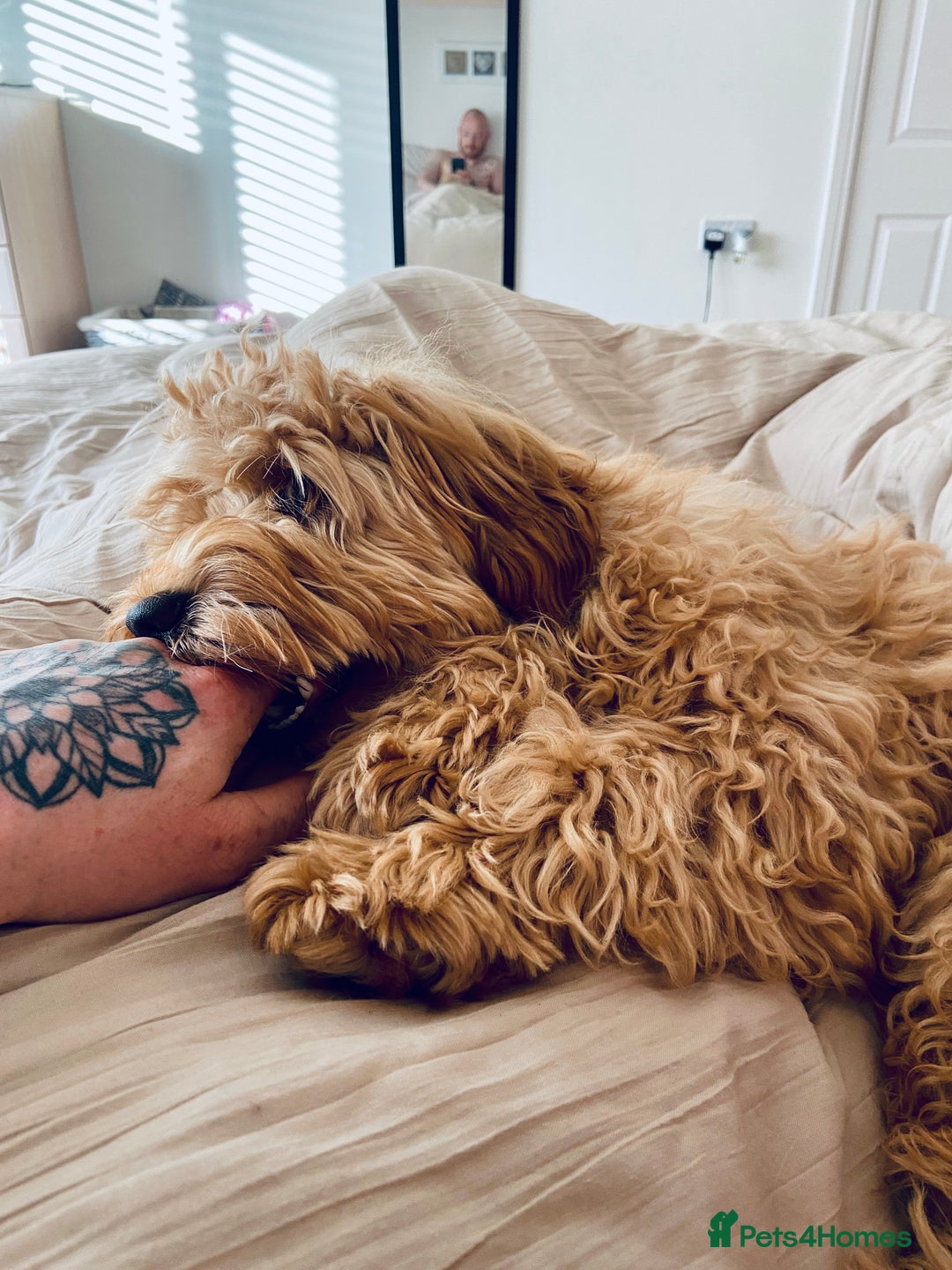 Cockapoo dogs for sale: 3 year old F3 Cockapoo - Image 8