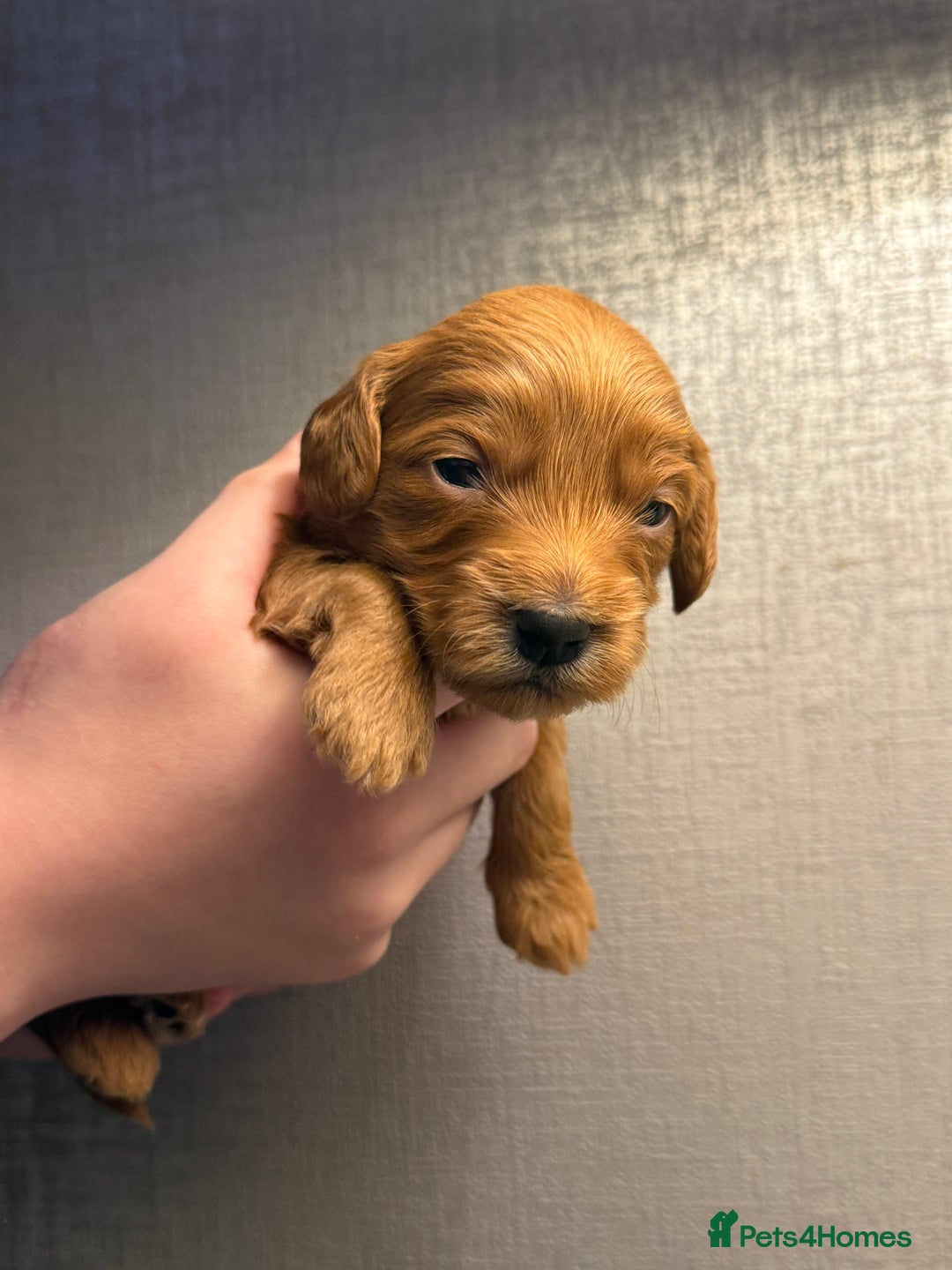 Cockapoo dogs for sale: Cockapoo F1 - Advert 32