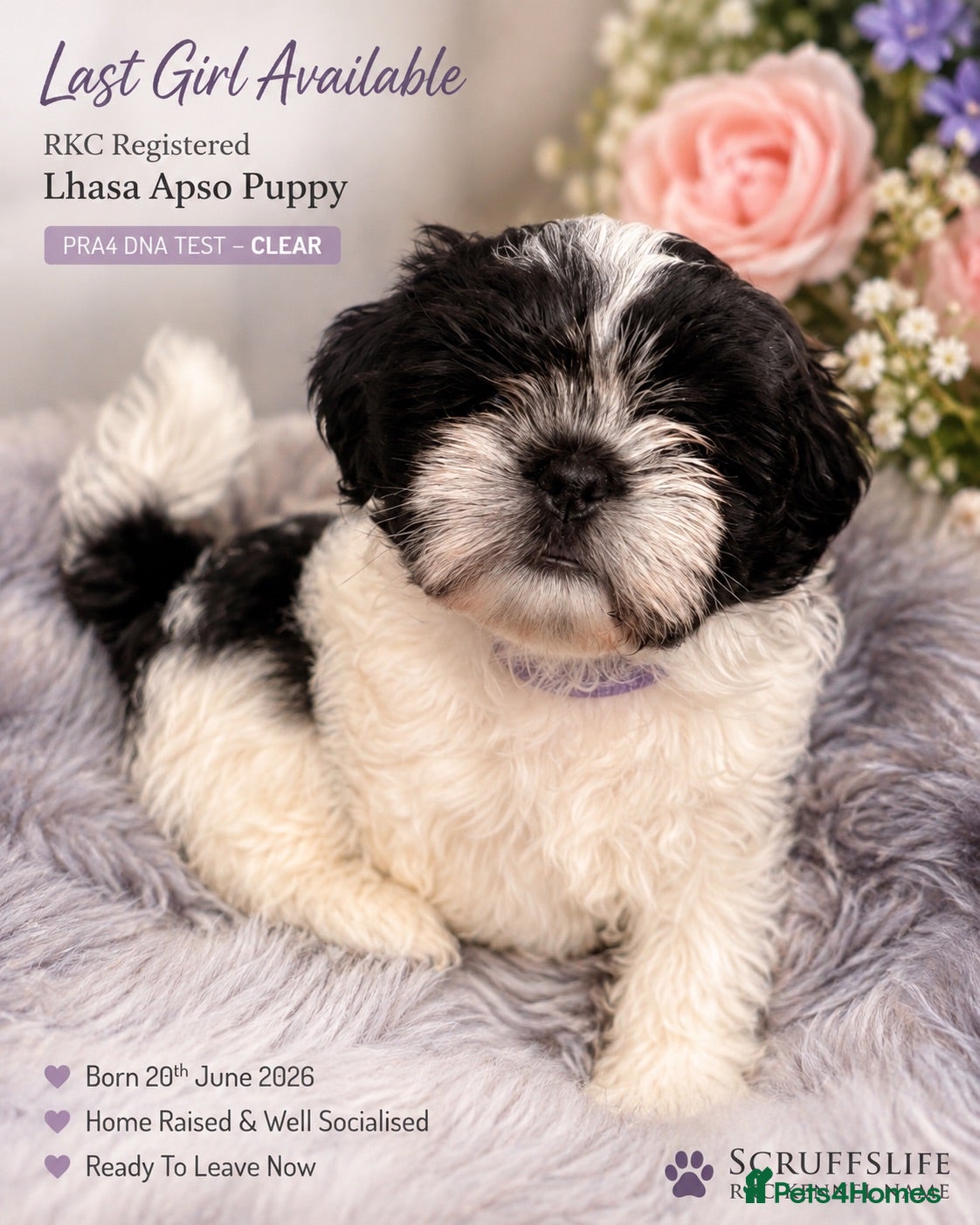 Lhasa Apso dogs Girl KC Lhasa Apso Puppy - Advert 15