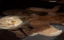 Scottish Fold cats for sale: Scottish Fold Kittens ready for Loving Homes - Image 5