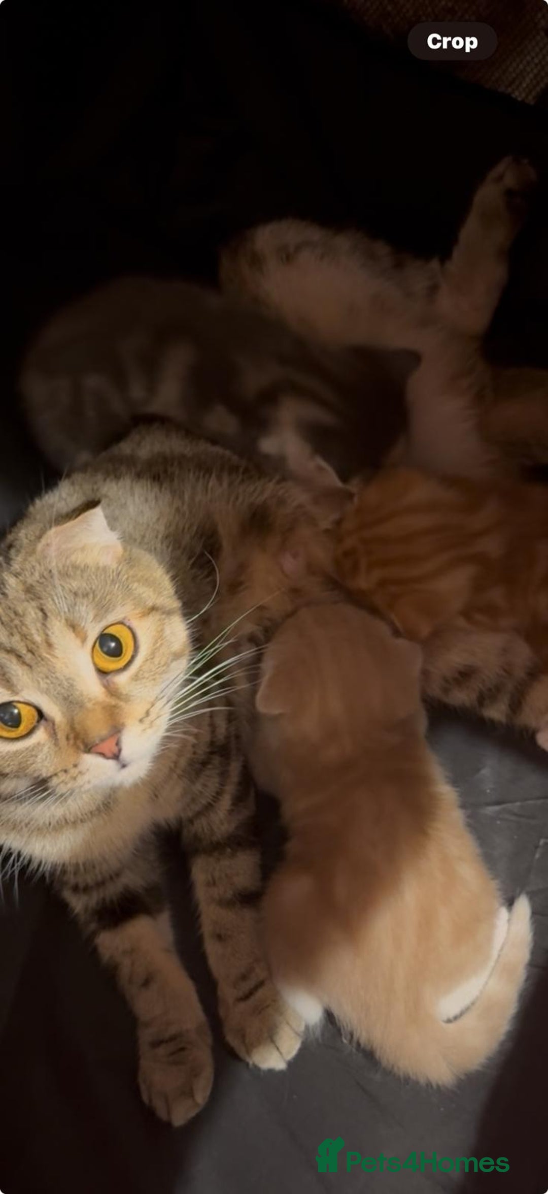 Scottish Fold cats for sale: Scottish Fold Kittens ready for Loving Homes - Image 5