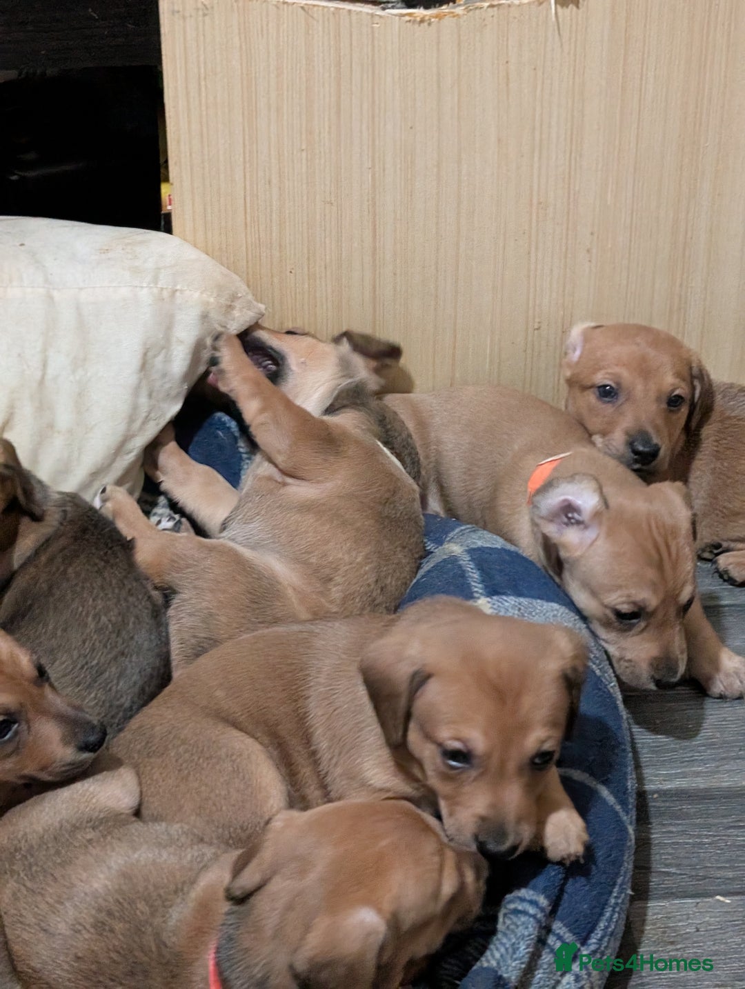 Mixed Breed dogs for sale: Daschund saluki cross  - Image 2