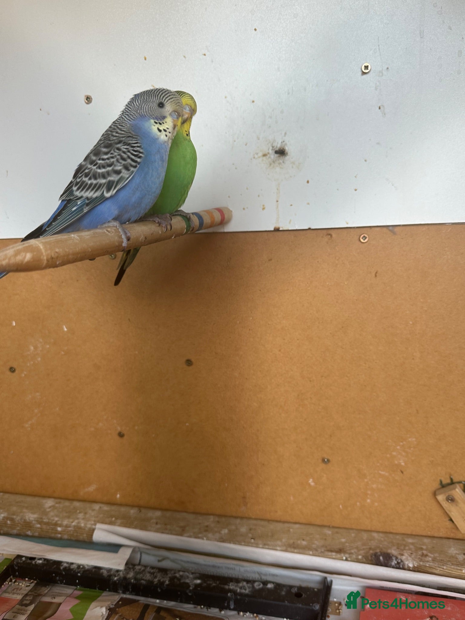 Budgerigars birds Lovely baby budgies - Advert 2