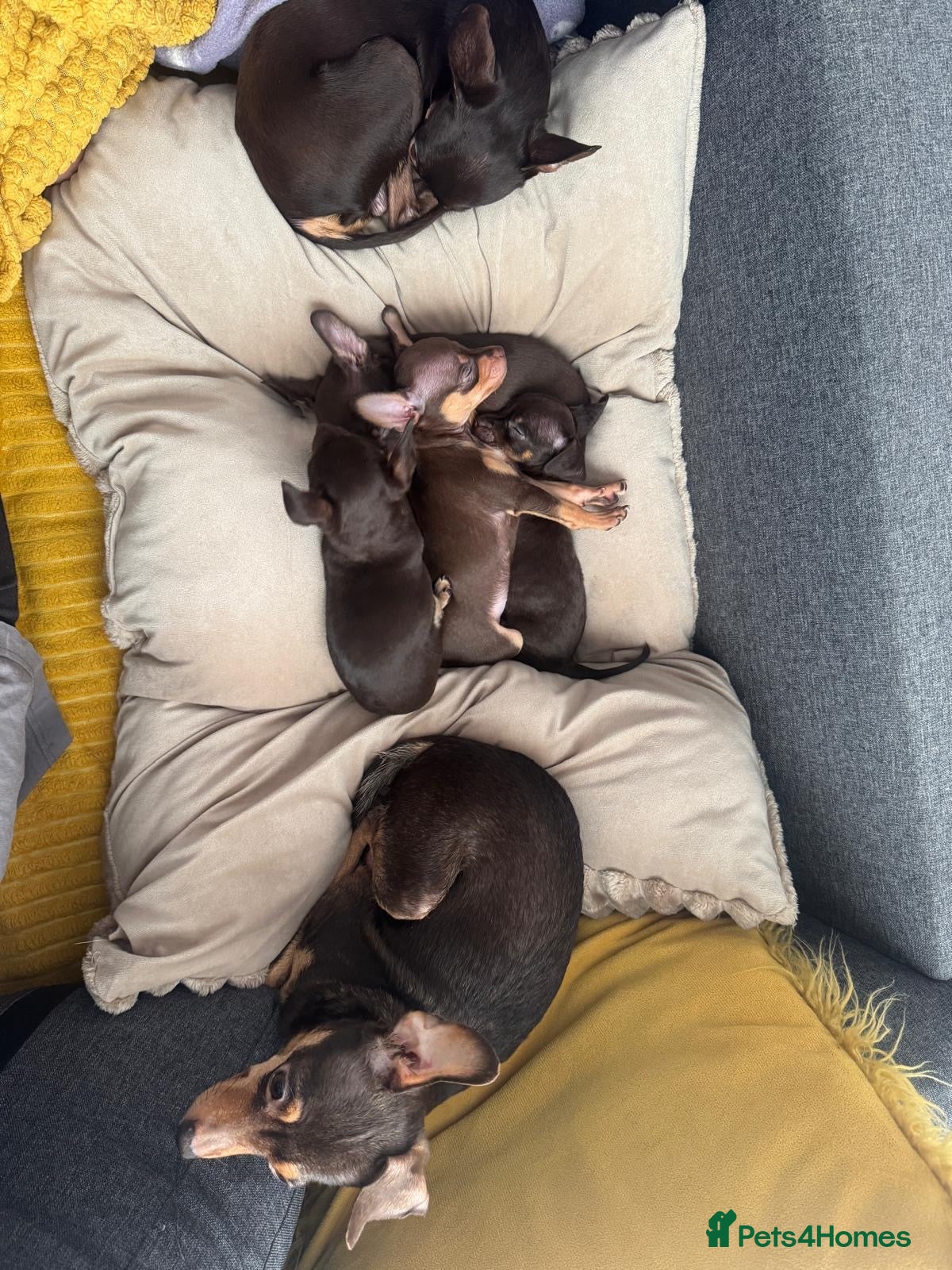 Russian Toy Terrier dogs Russian toy terrier for sale. - Advert 3