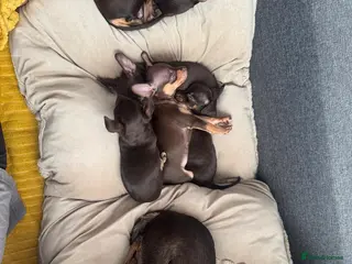 Russian Toy Terrier dogs Russian toy terrier for sale. - Advert 4