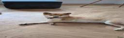 Japanese Shiba Inu dogs for sale: Beautiful Japanese Shiba Inu dog to rehome in Stockport - Advert 6