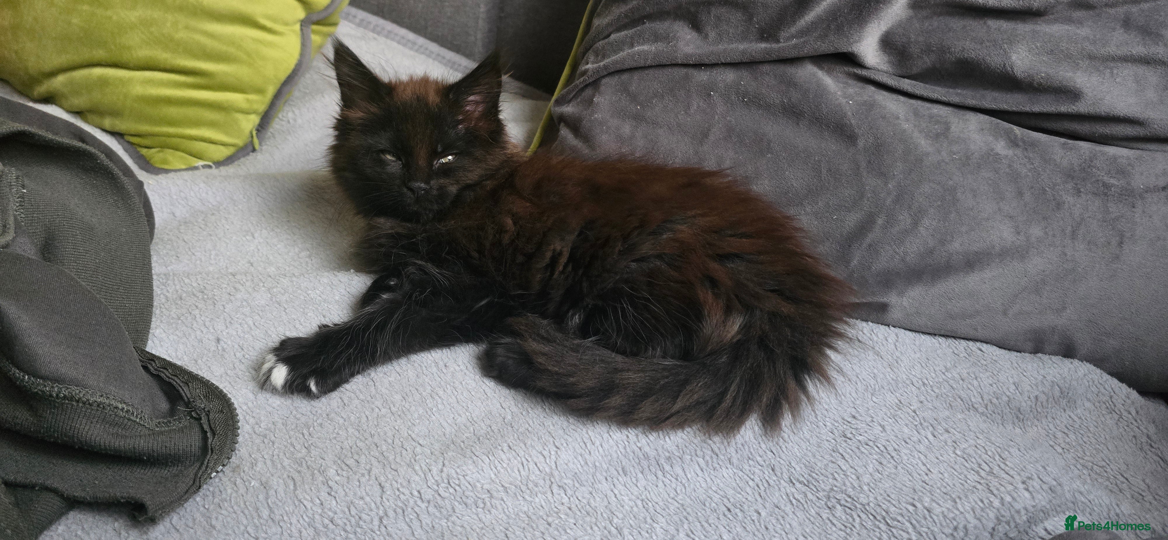 Maine Coon cats Maine coon girls - Advert 6