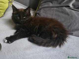 Maine Coon cats Maine coon girls - Advert 6