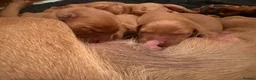 Labrador Retriever dogs for sale: Stunning litter of Fox Red Labrador puppies  - Advert 6