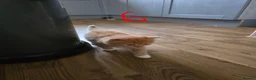 British Longhair cats for sale: Long haired kittens  in Waterlooville - Advert 34