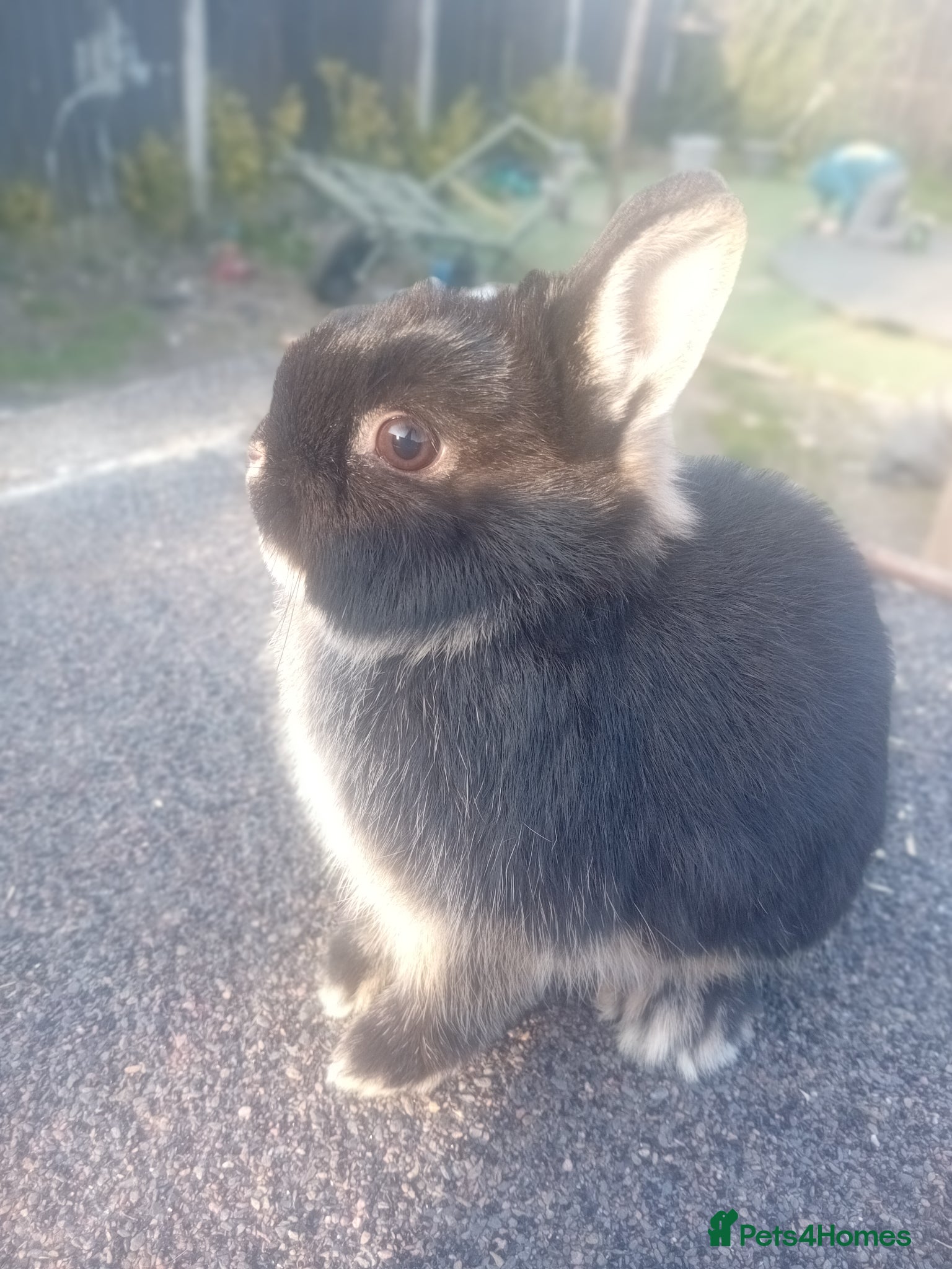 Netherland Dwarf rabbits Netherland dwarf babys  - Advert 1