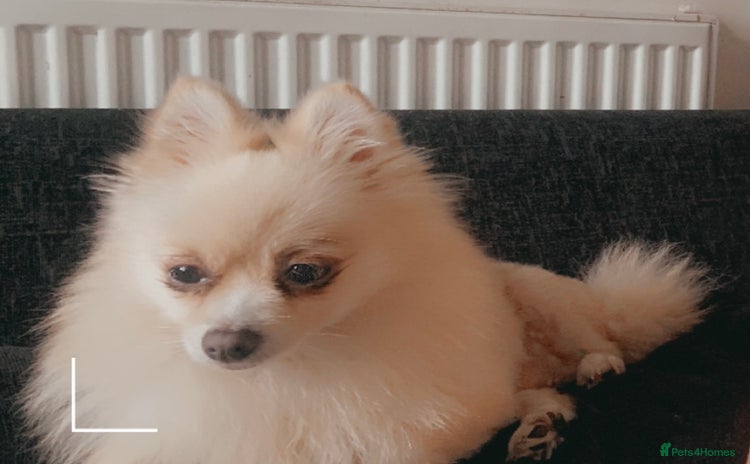 Pomeranian dogs for sale - Advert 1
