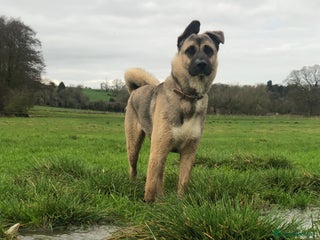 Mixed Breed dogs Rocco for sale - Advert 2