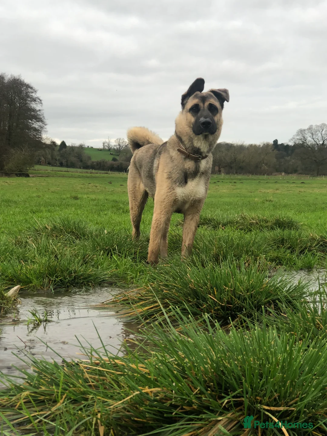 Mixed Breed dogs for sale: Rocco for sale  - Advert 1