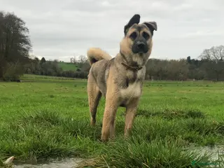 Mixed Breed dogs Rocco for sale - Advert 14