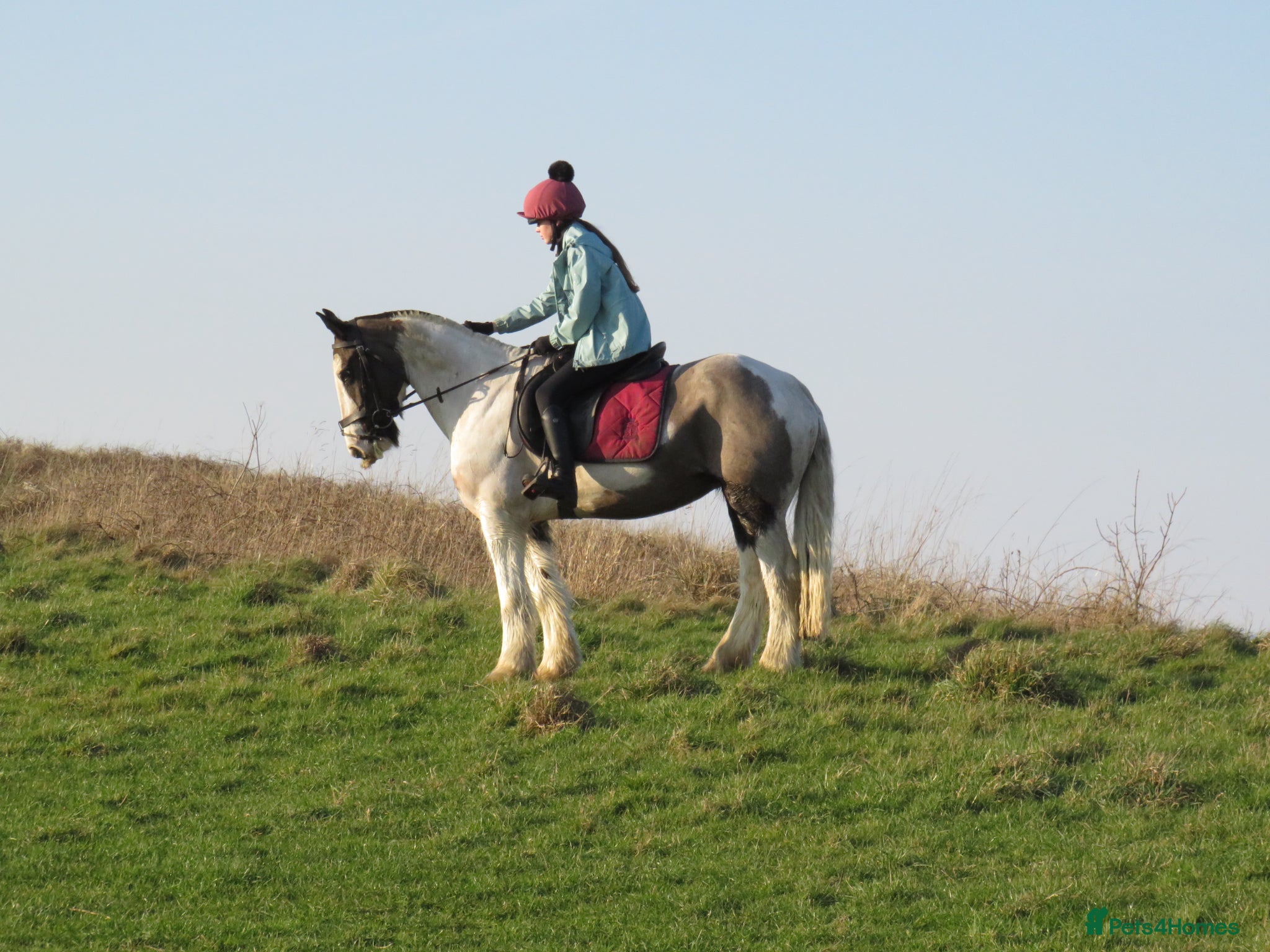 Irish Cob horses 14.2 Super fun SJ/XC/PC pony.  - Advert 5