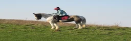 Irish Cob horses for sale: 14.2 Super fun SJ/XC/PC pony.  - Advert 1