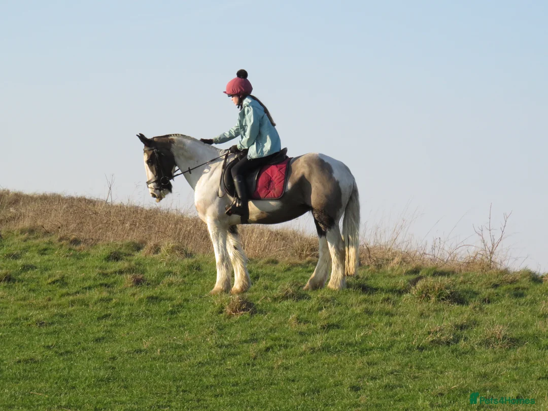 Irish Cob horses for sale: 14.2 Super fun SJ/XC/PC pony.  - Advert 1