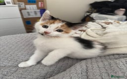 British Shorthair cats for sale: Three female kittens looking for new home  - Image 8