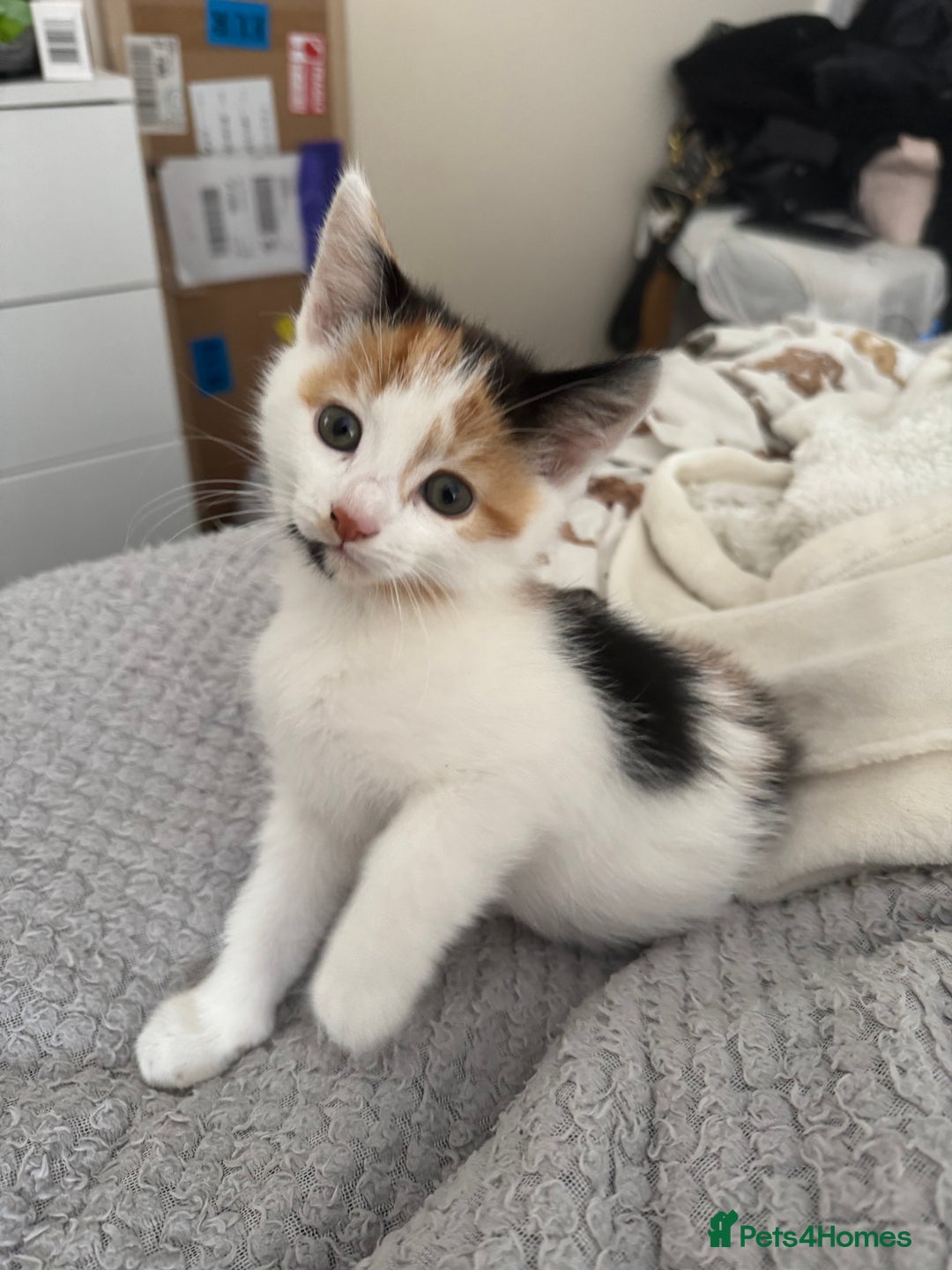 British Shorthair cats for sale: Three female kittens looking for new home  - Image 8