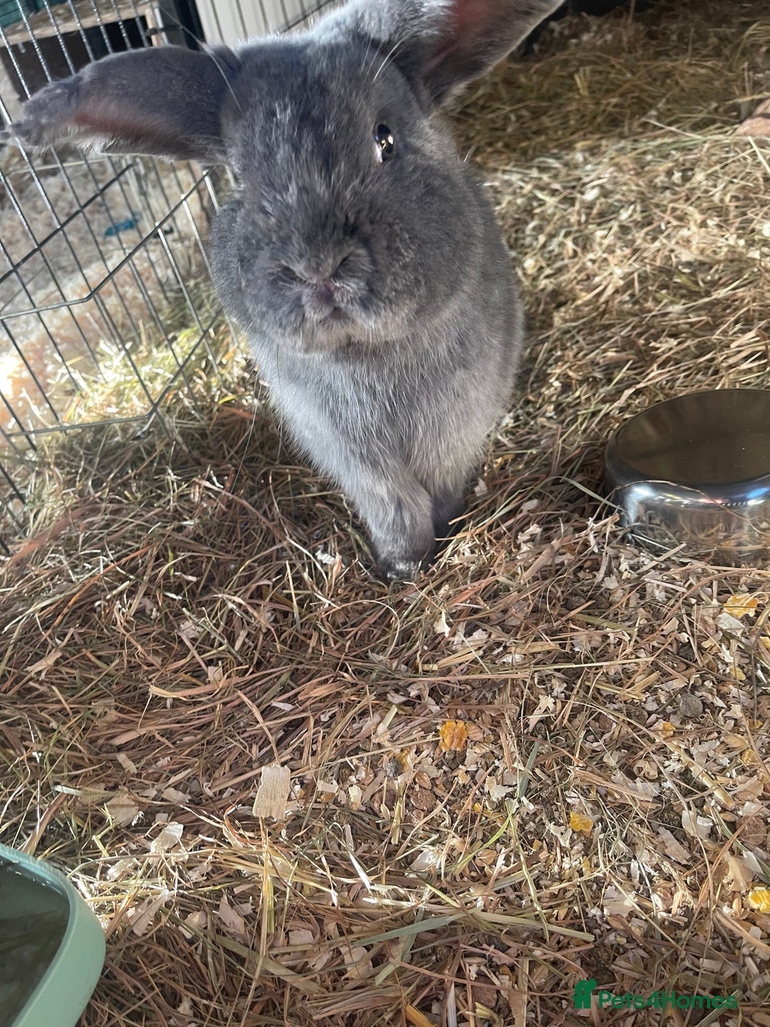 Mini Lop rabbits for sale: Mini lops - Advert 9