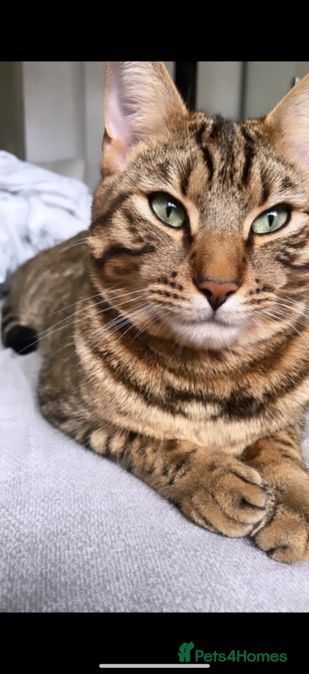 Bengal cats for sale: Beautiful Bengal Male Cat - Kairo  - Advert 1