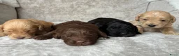 Cockapoo dogs for sale: Stunning F1 cockapoo puppies PRA FN clear in Stourport-on-Severn - Advert 17