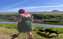 Frug dogs for sale: Female frug - Image 15