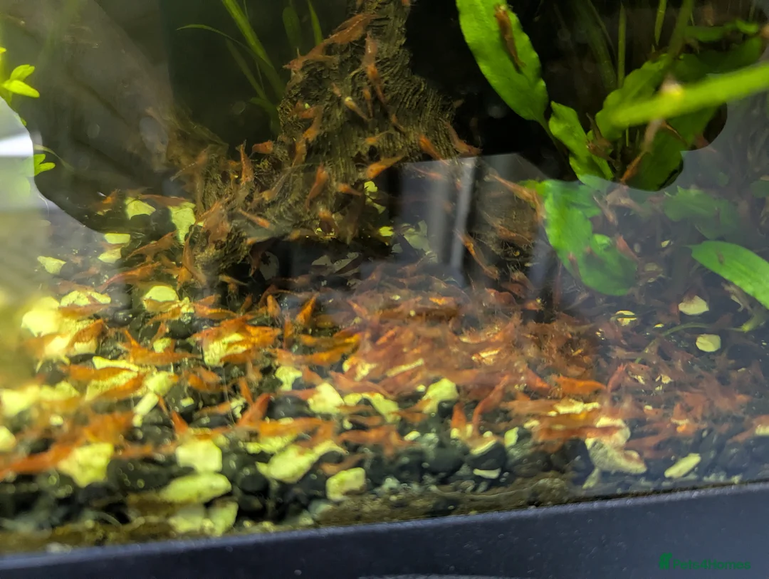 Shrimps fish for sale: Cherry Shrimp (tropical freshwater) in Wrexham - Advert 1