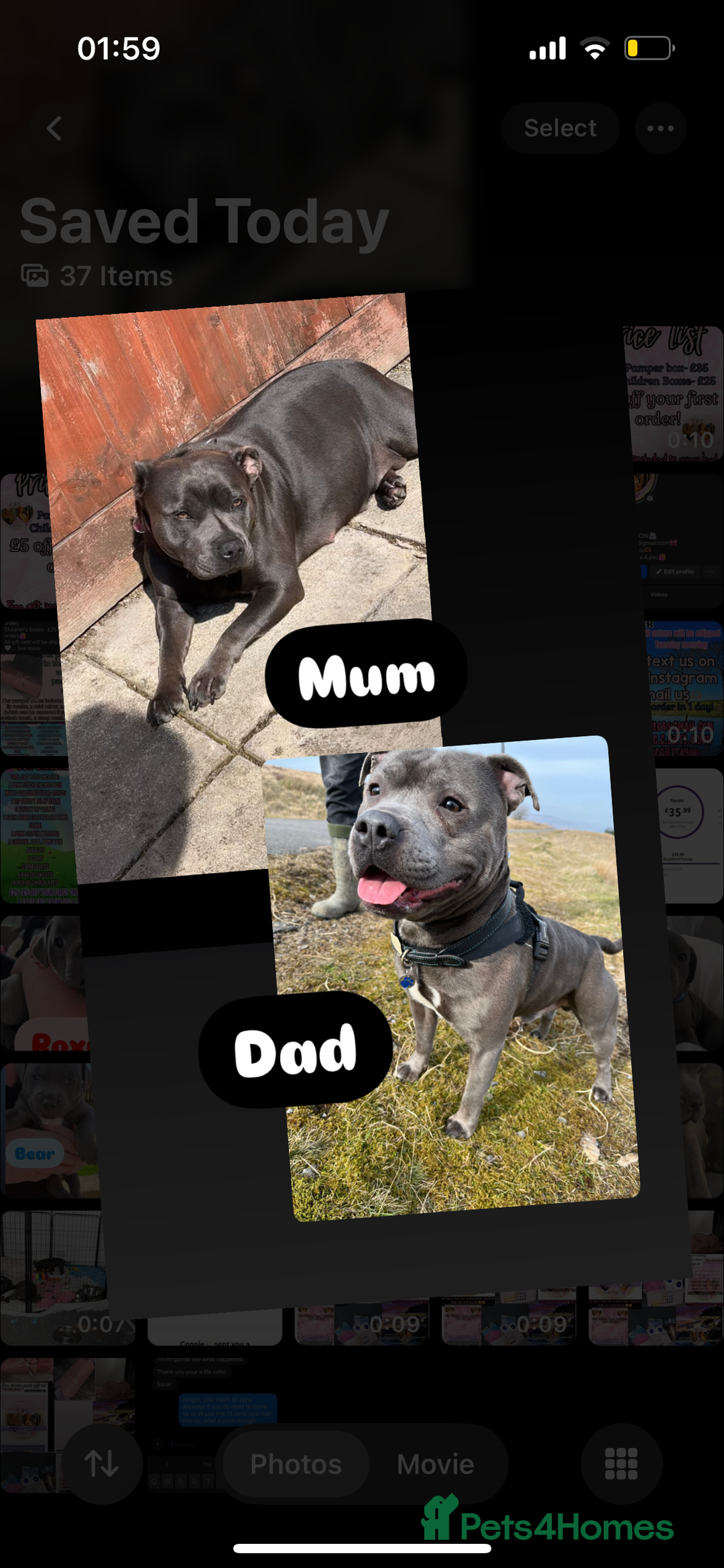 Staffordshire Bull Terrier dogs for sale: 1 Female Blue Staffordshire Bull Terrier - Image 4