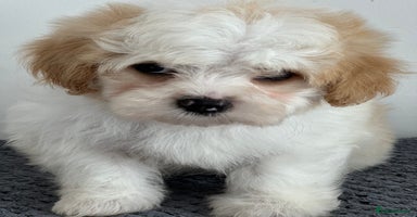 Havanese dogs - Advert 3