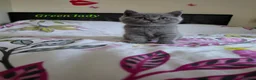 Scottish Fold cats for sale: Six Soft and Gorgeous Kittens - Advert 6