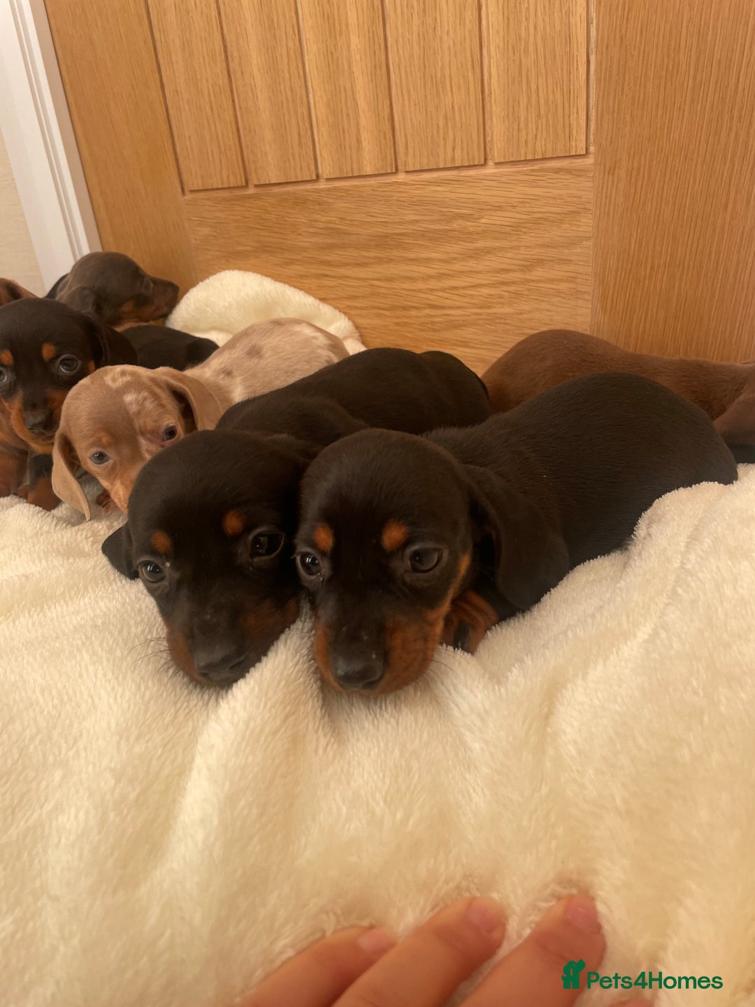 Miniature Dachshund dogs for sale: Miniature dachshunds ✨ - Image 6