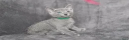Russian Blue cats for sale: TICA Reg Boutique Russian Blue Kittens  - Advert 22