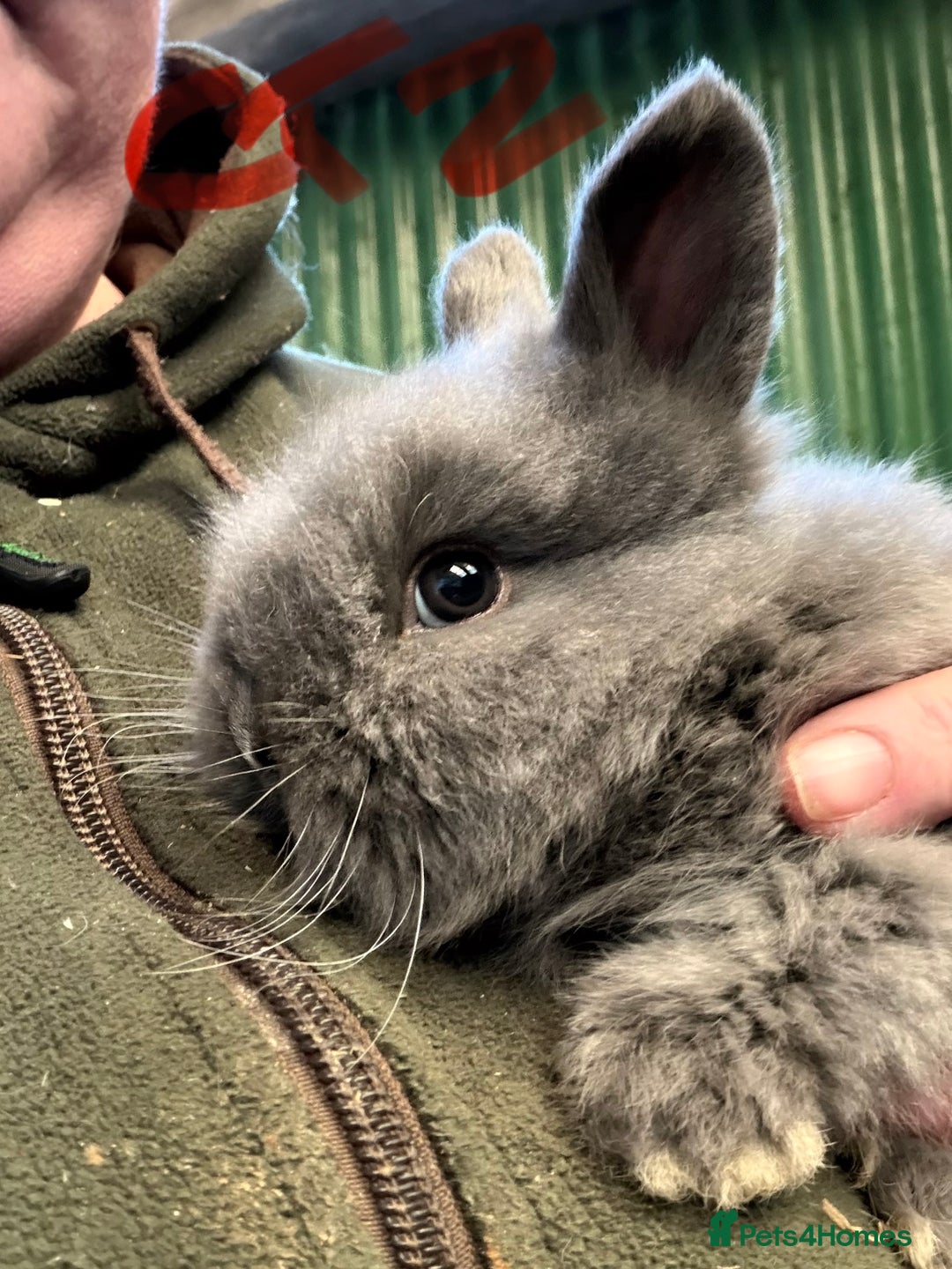Lionhead rabbits for sale: 3x Pure baby Lionheads - Advert 2