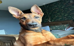 Mixed Breed dogs for sale: Friendly girl - Image 2