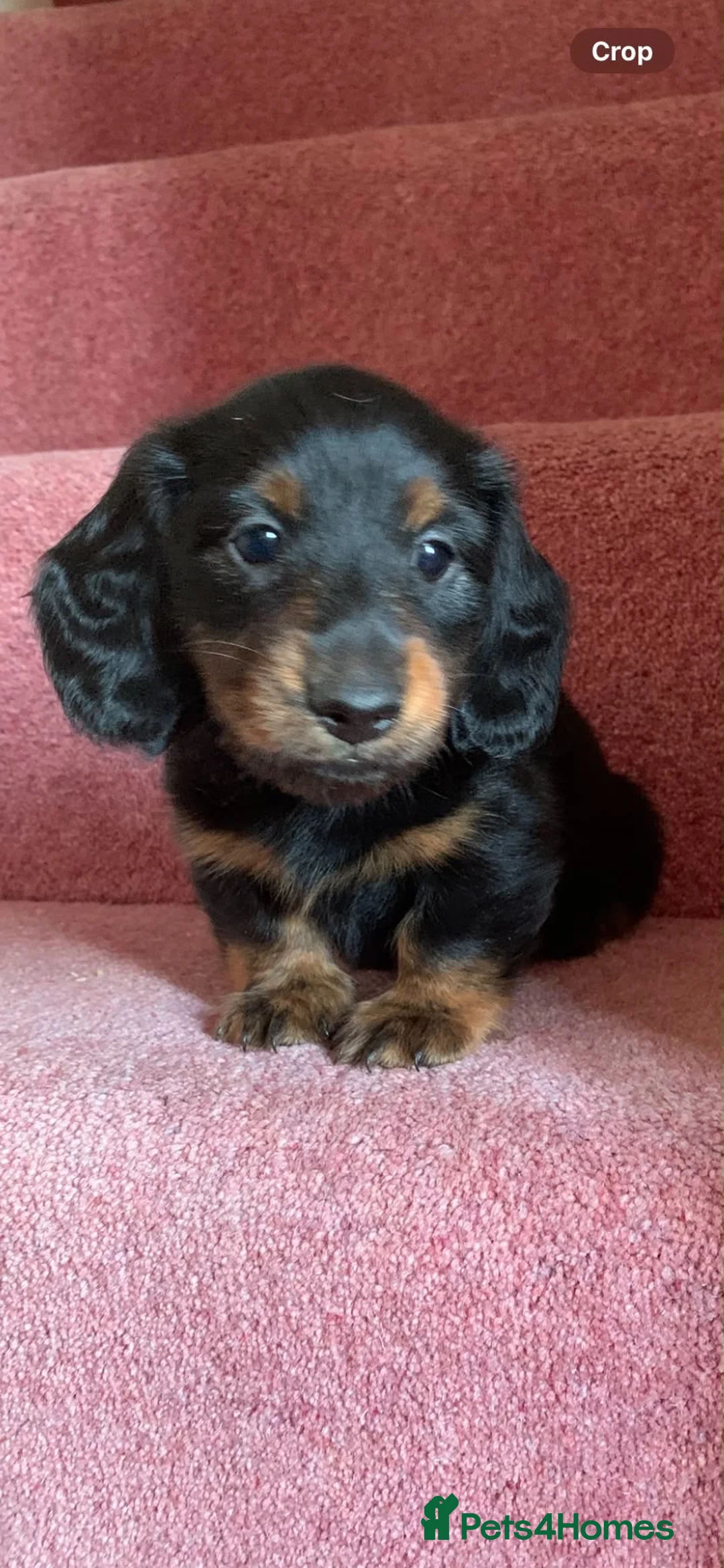 Miniature Dachshund dogs for sale: KC registered miniature long haired dachshunds  - Advert 4