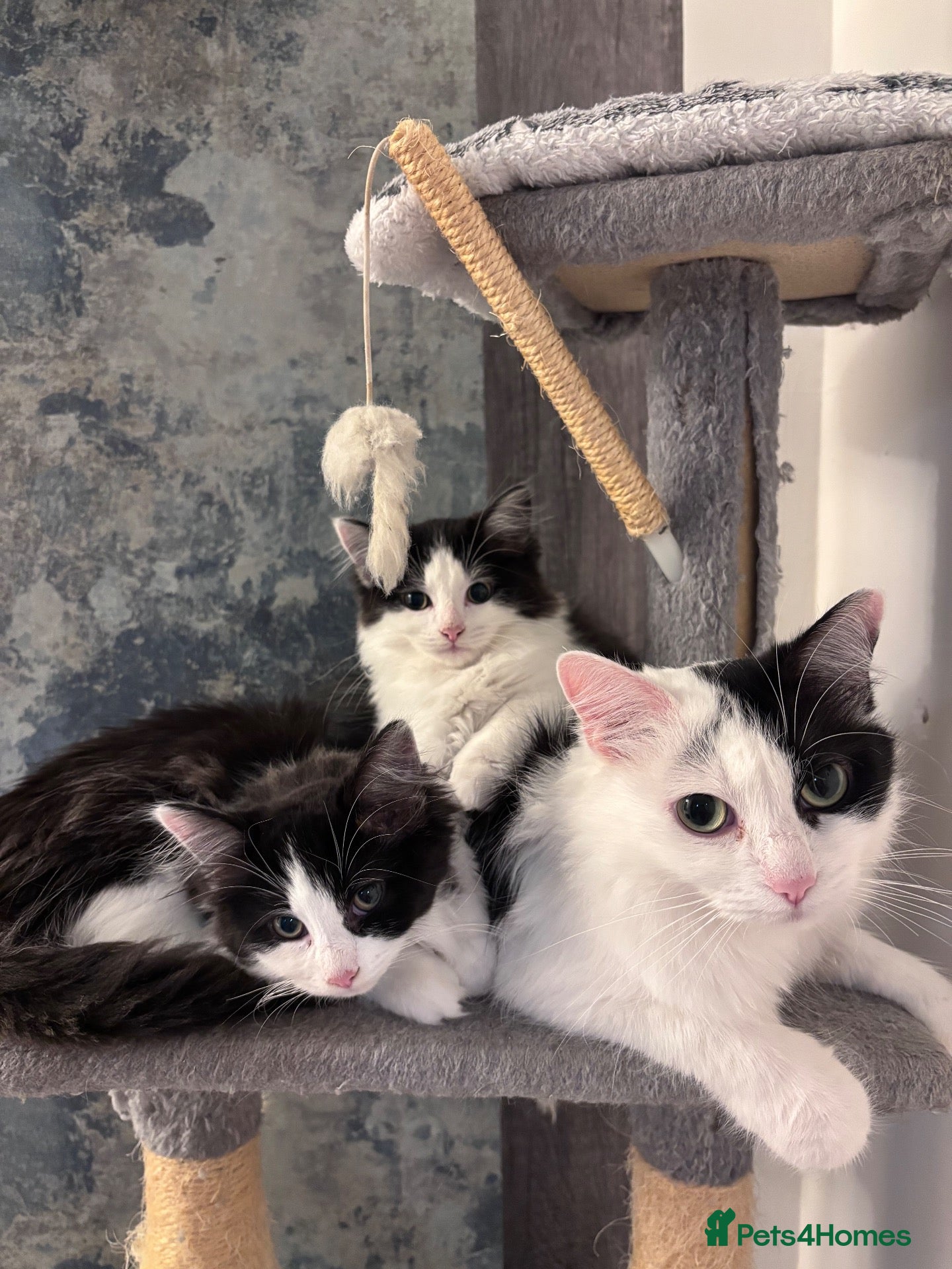 Ragdoll cats Ragdoll x turkish angora kittens - Advert 1